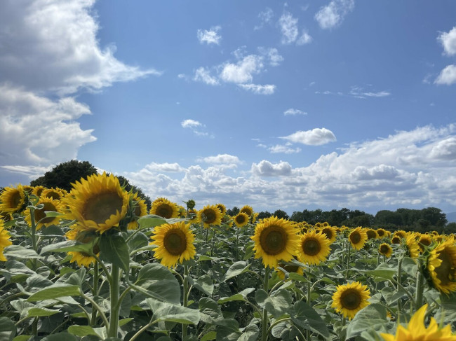 Sonnenblumenfeld in der Nähe von Frankfurt